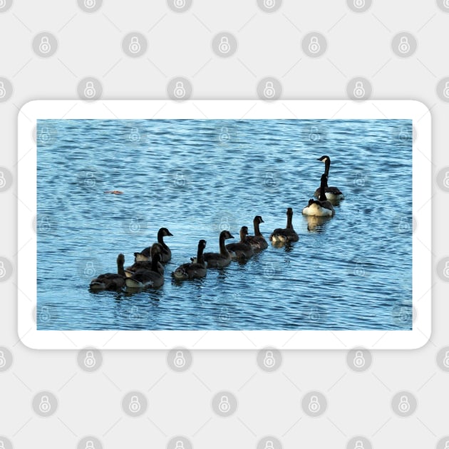 Canada Geese Swimming In A Row Sticker by BackyardBirder